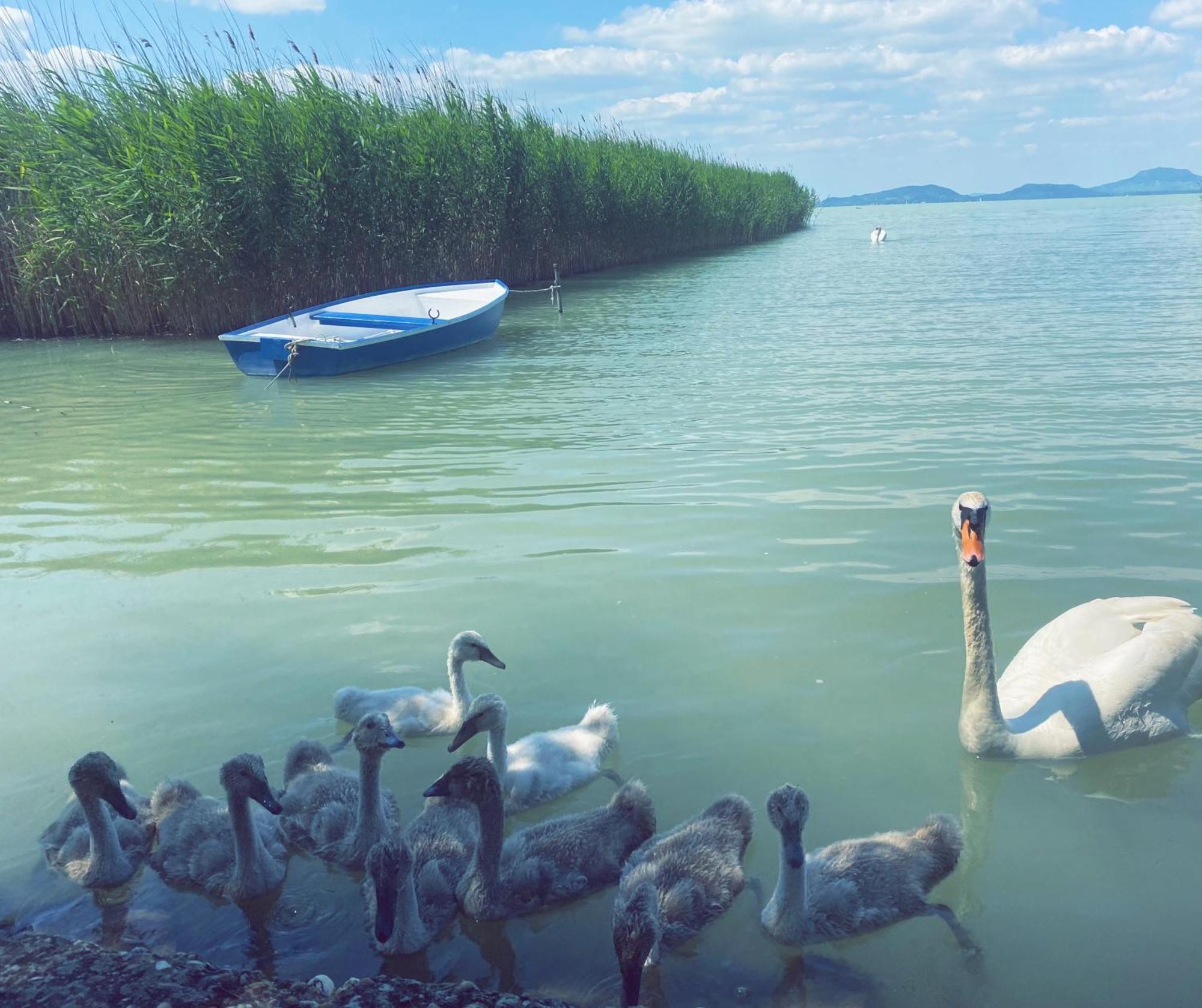 Balaton A Kertben - Balaton In The Garden - Beachfront Houses With Beautiful View, Private Beach Balatonfenyves Buitenkant foto